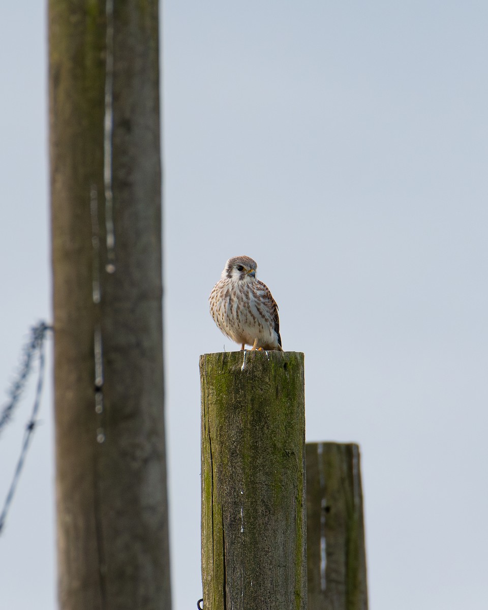 American Kestrel - Alton Spencer