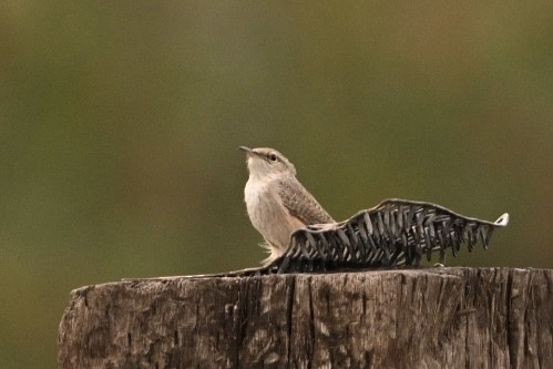 Bewick's Wren - ML623959791