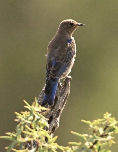 Western Bluebird - ML623959797