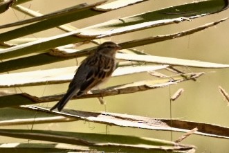 Chipping Sparrow - ML623959810