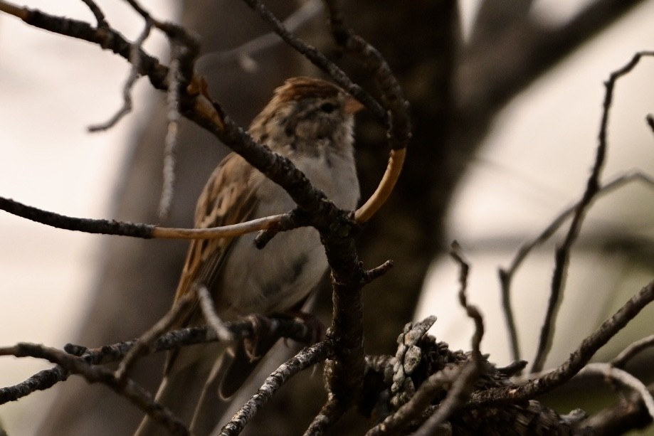 Chipping Sparrow - ML623959811