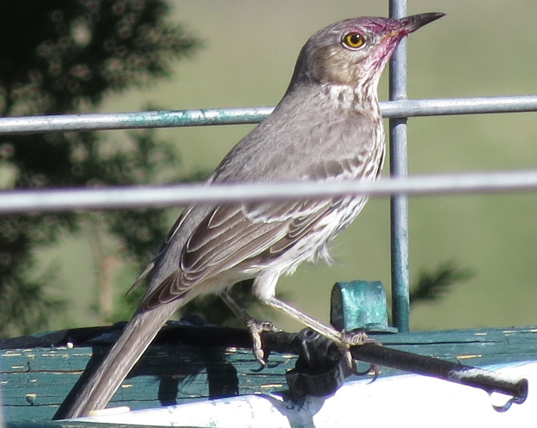 Sage Thrasher - ML623959815