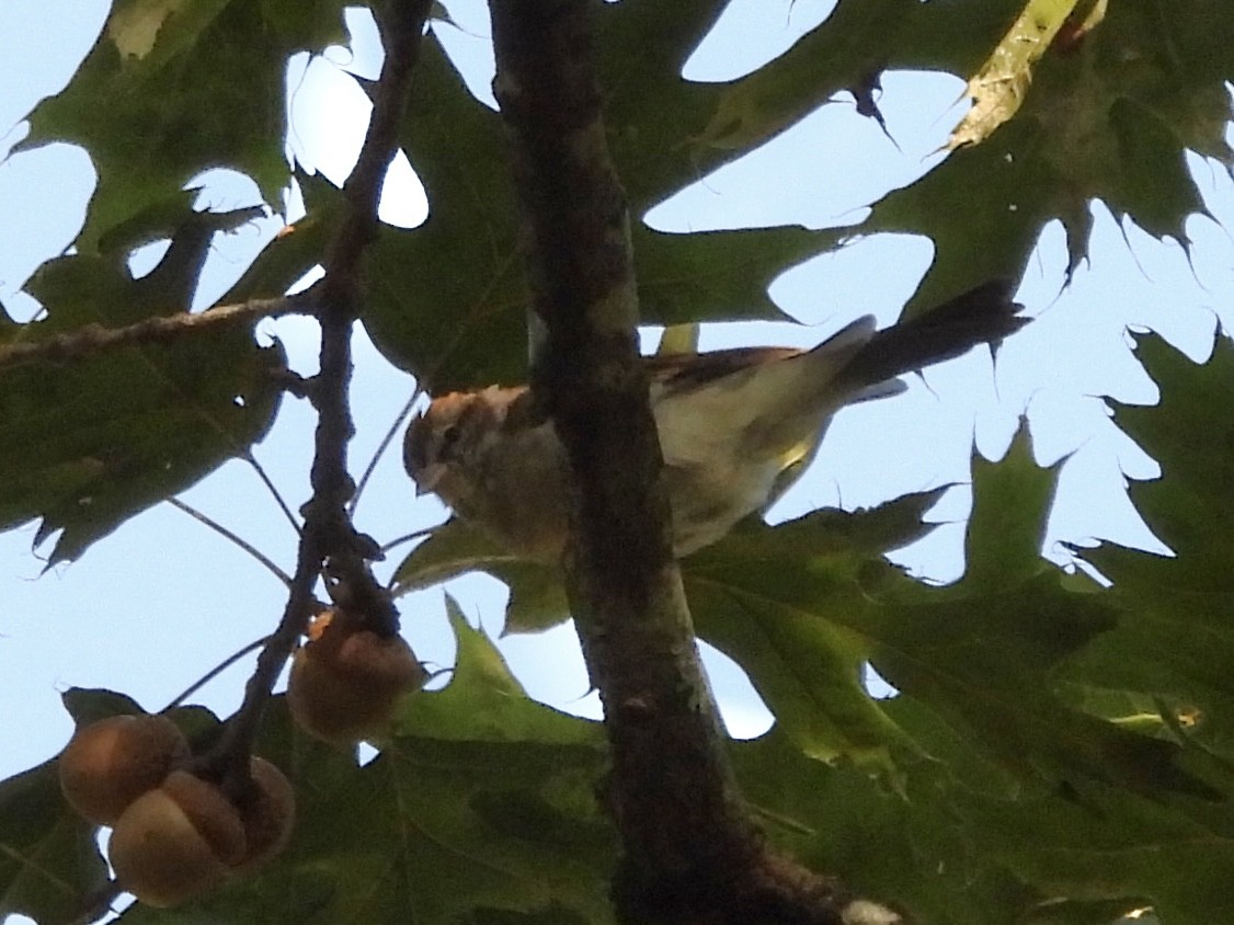 House Sparrow - ML623959819