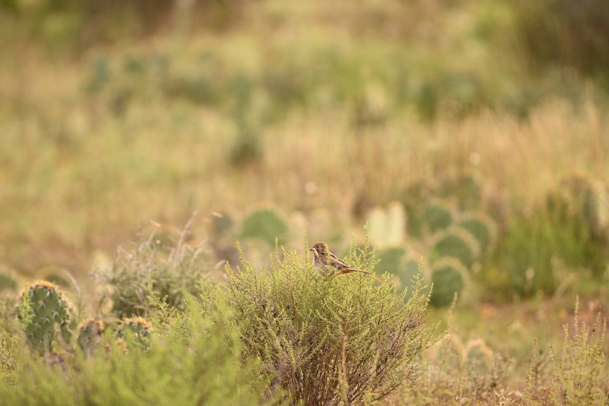 Canyon Towhee - ML623959821