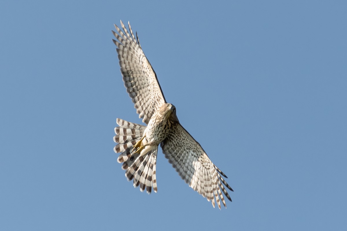 Sharp-shinned Hawk - ML623959830