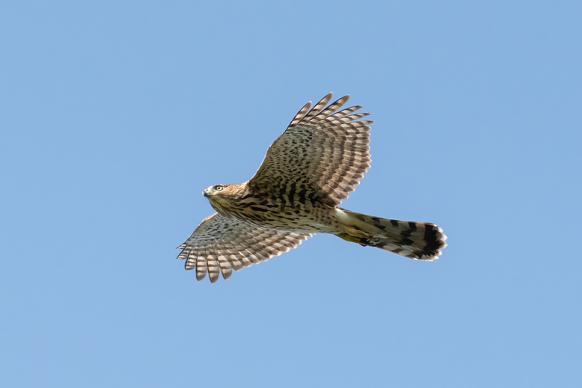 Sharp-shinned Hawk - Stephen Barten