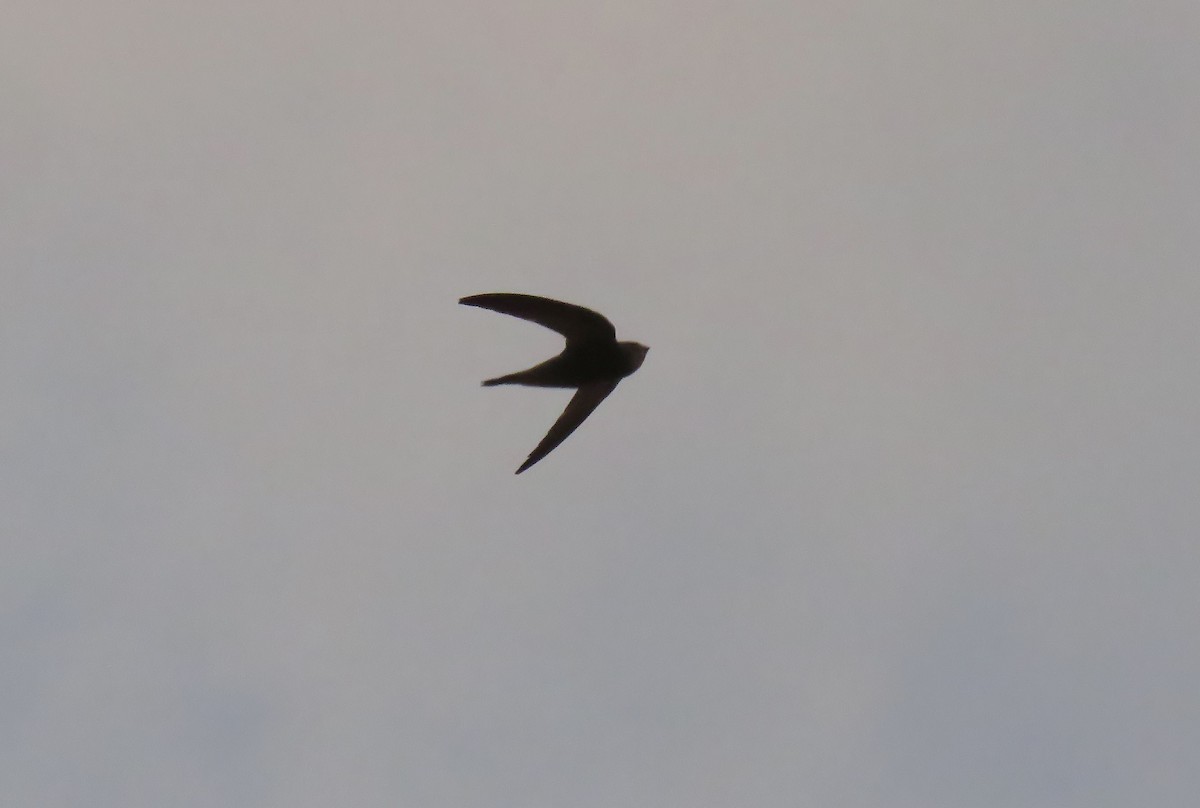 Pallid Swift - ML623959833