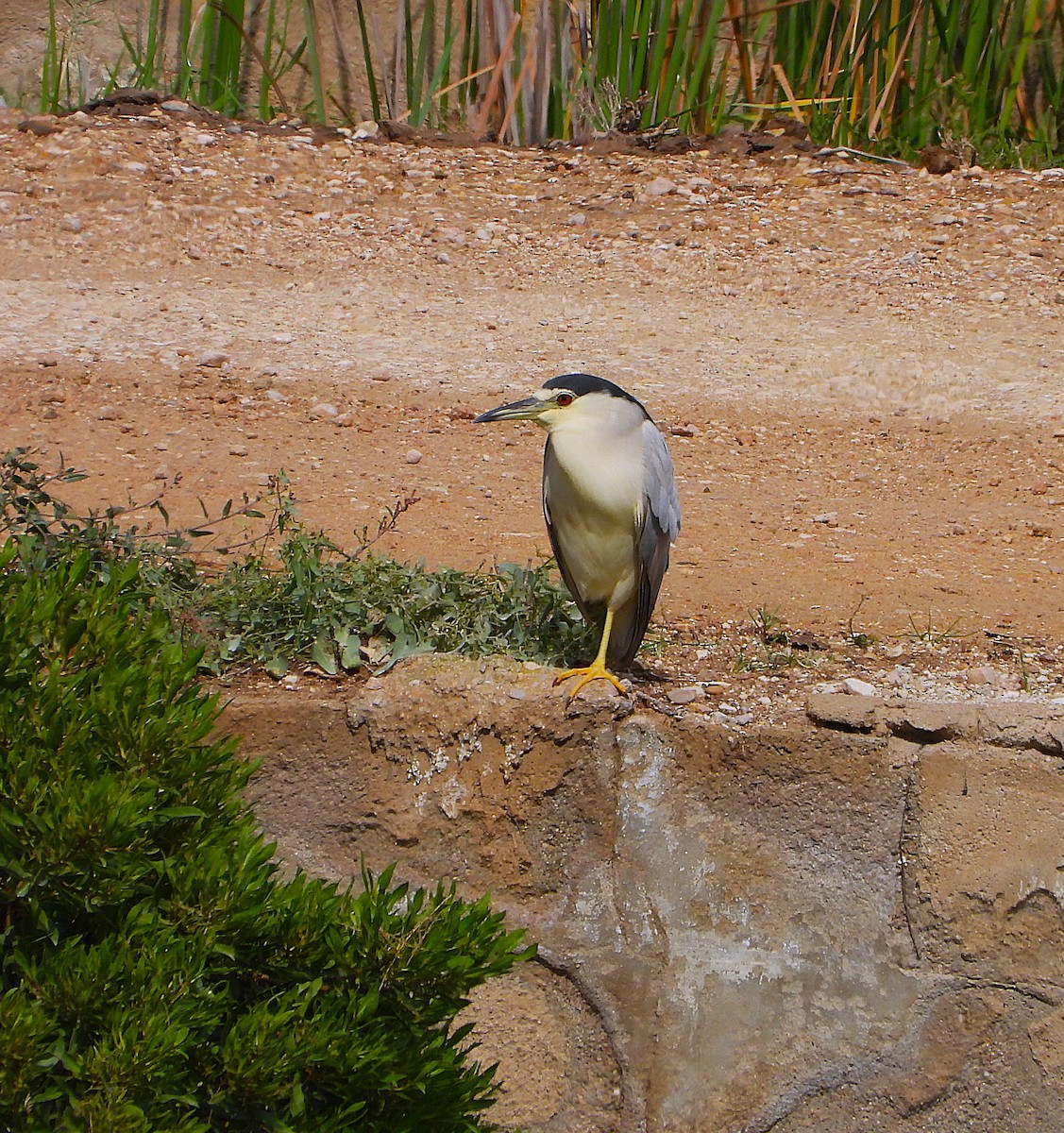 Black-crowned Night Heron - ML623959841