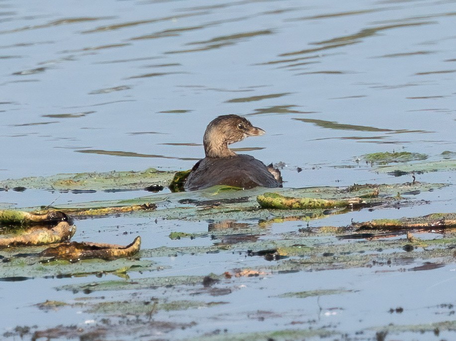 Pied-billed Grebe - ML623959844