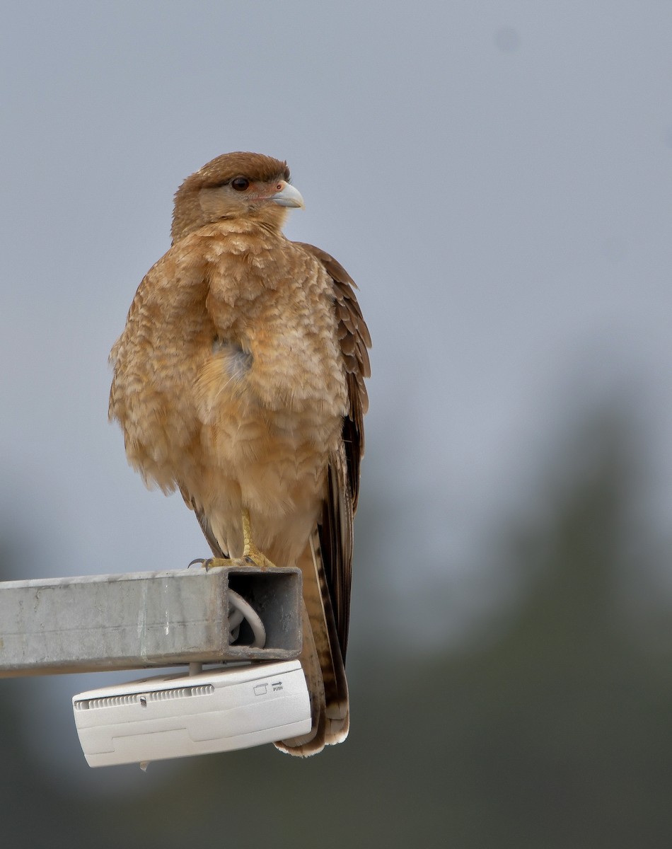 Chimango Caracara - ML623959847