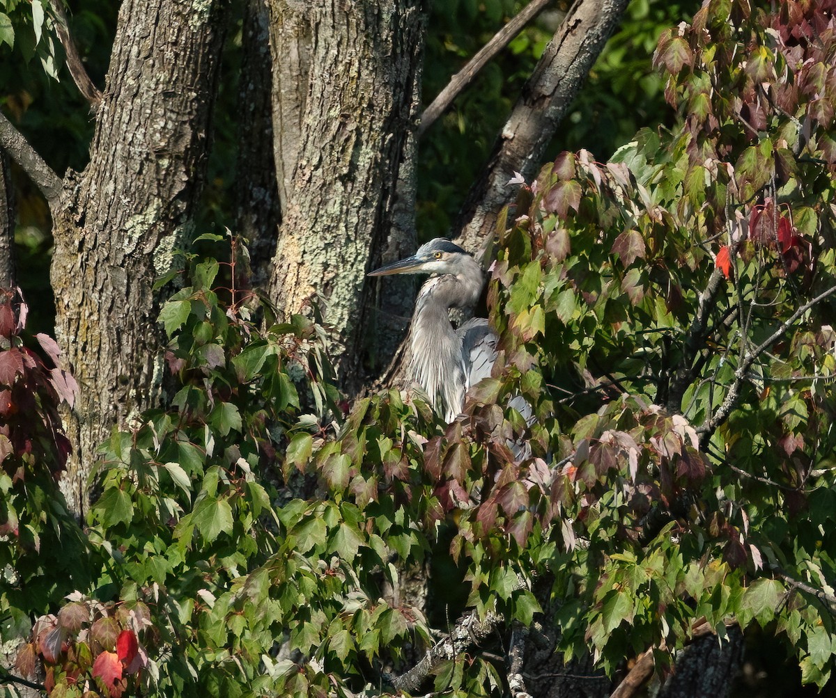 Great Blue Heron - ML623959851