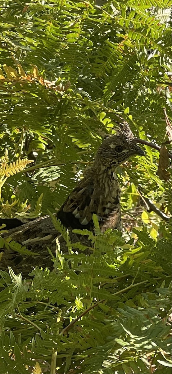 Ruffed Grouse - ML623959855