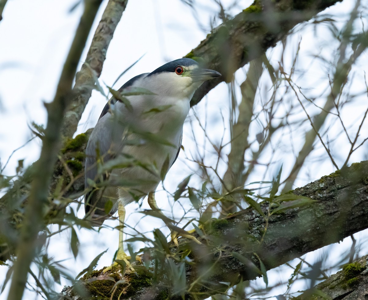 Black-crowned Night Heron - ML623959885