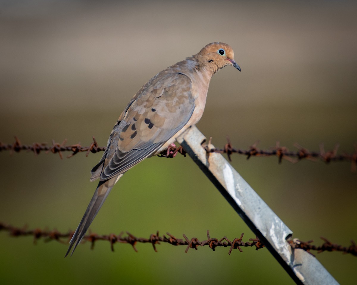 Mourning Dove - ML623959888