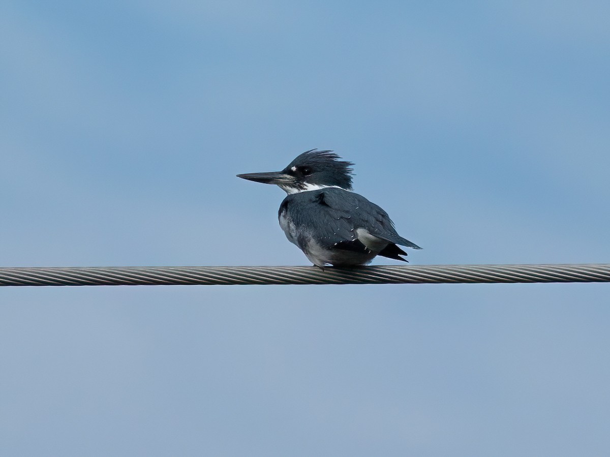 Belted Kingfisher - ML623959908