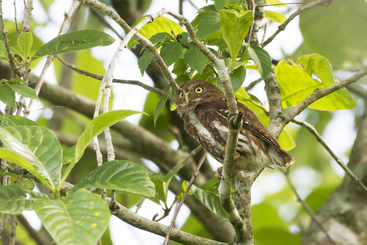 Ferruginous Pygmy-Owl - ML62395991