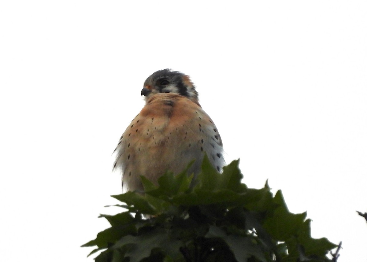 American Kestrel - ML623959933