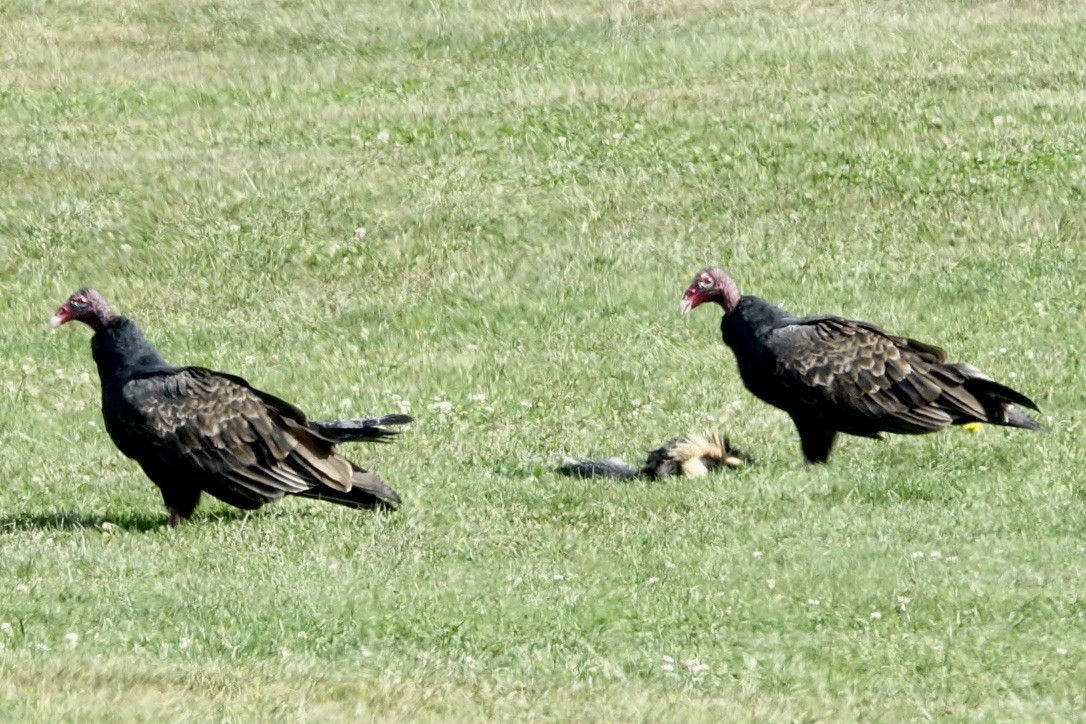 Turkey Vulture - ML623959947