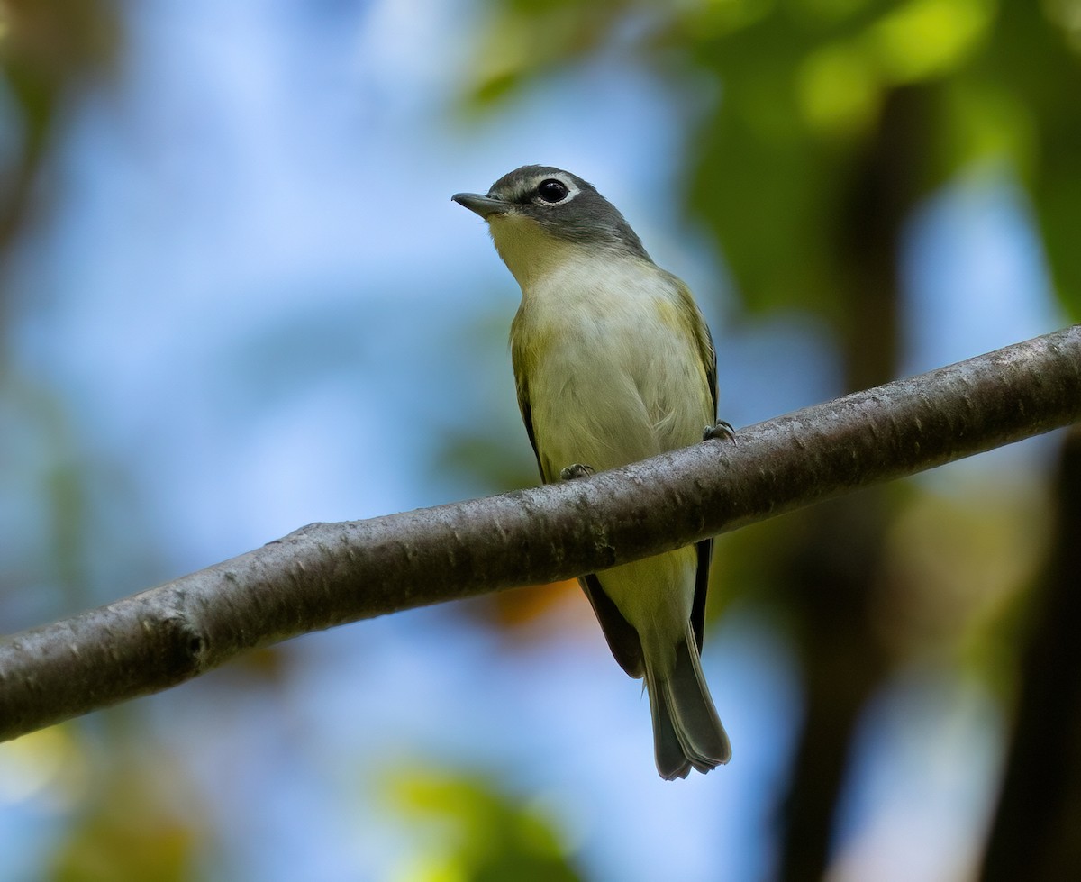 Blue-headed Vireo - ML623959951