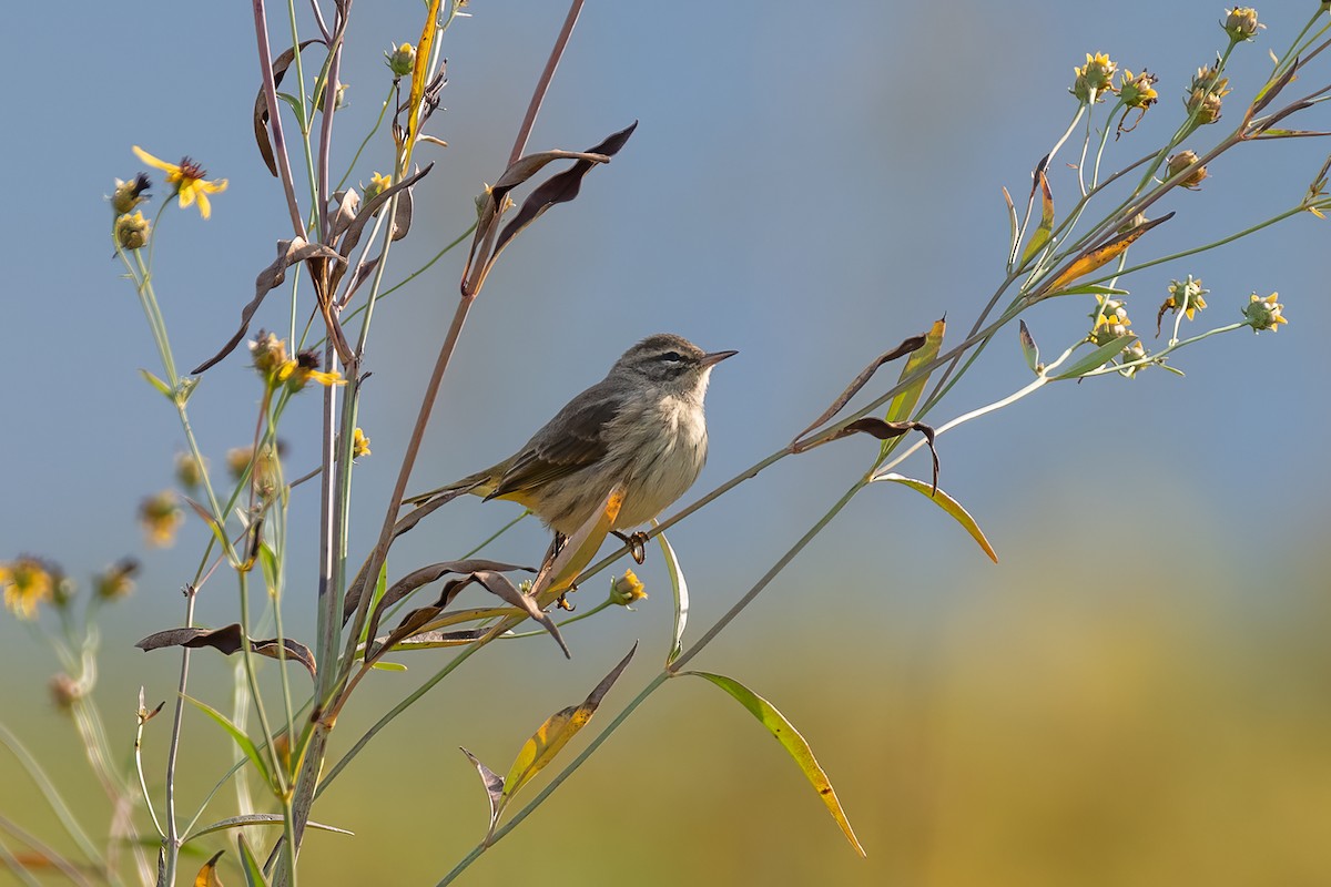 Palm Warbler - ML623959954