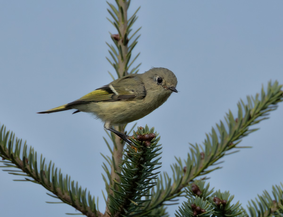 Roitelet à couronne rubis - ML623959961