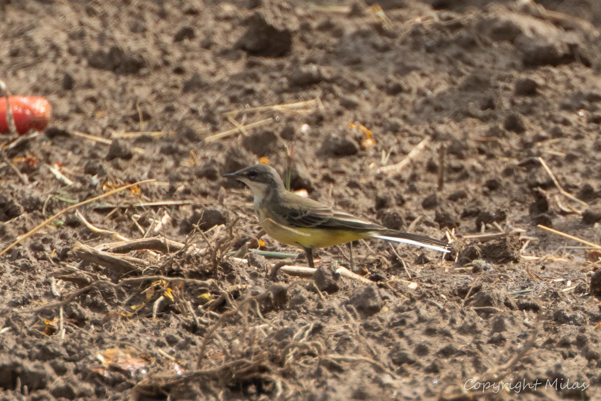 Western Yellow Wagtail - Milas Santos