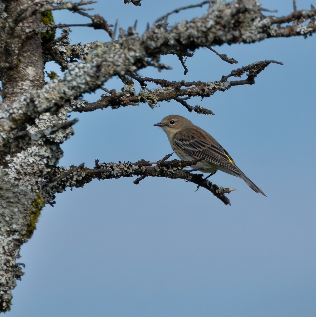 Yellow-rumped Warbler - ML623959965