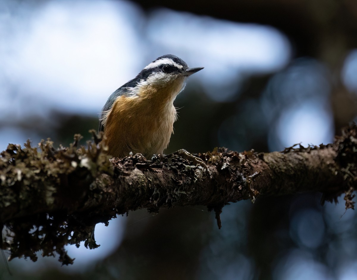 Red-breasted Nuthatch - ML623959970