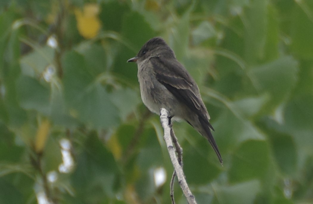 Western Wood-Pewee - ML623959982