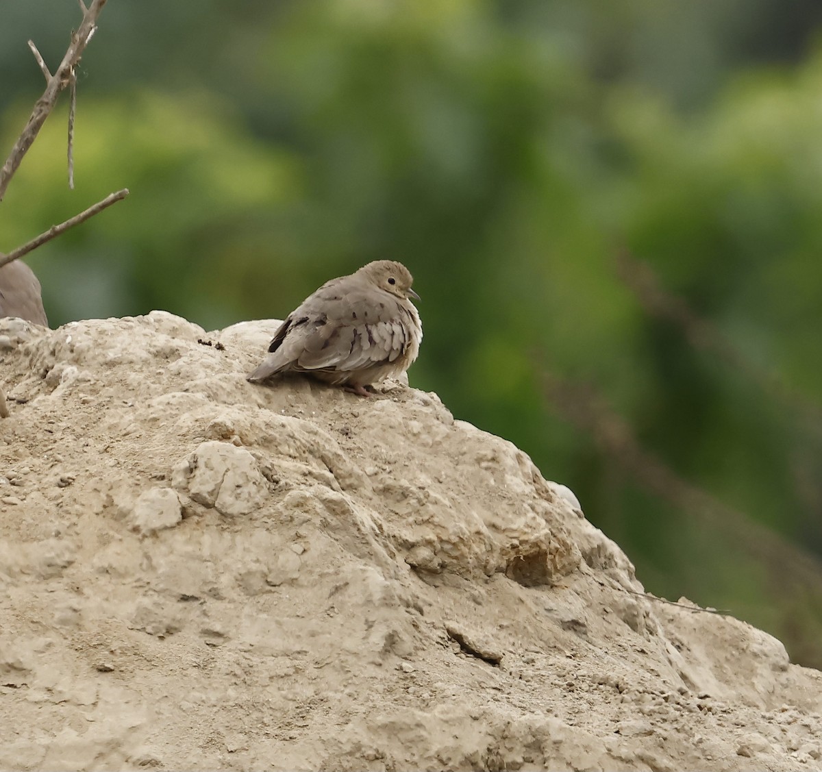 Plain-breasted Ground Dove - ML623959989