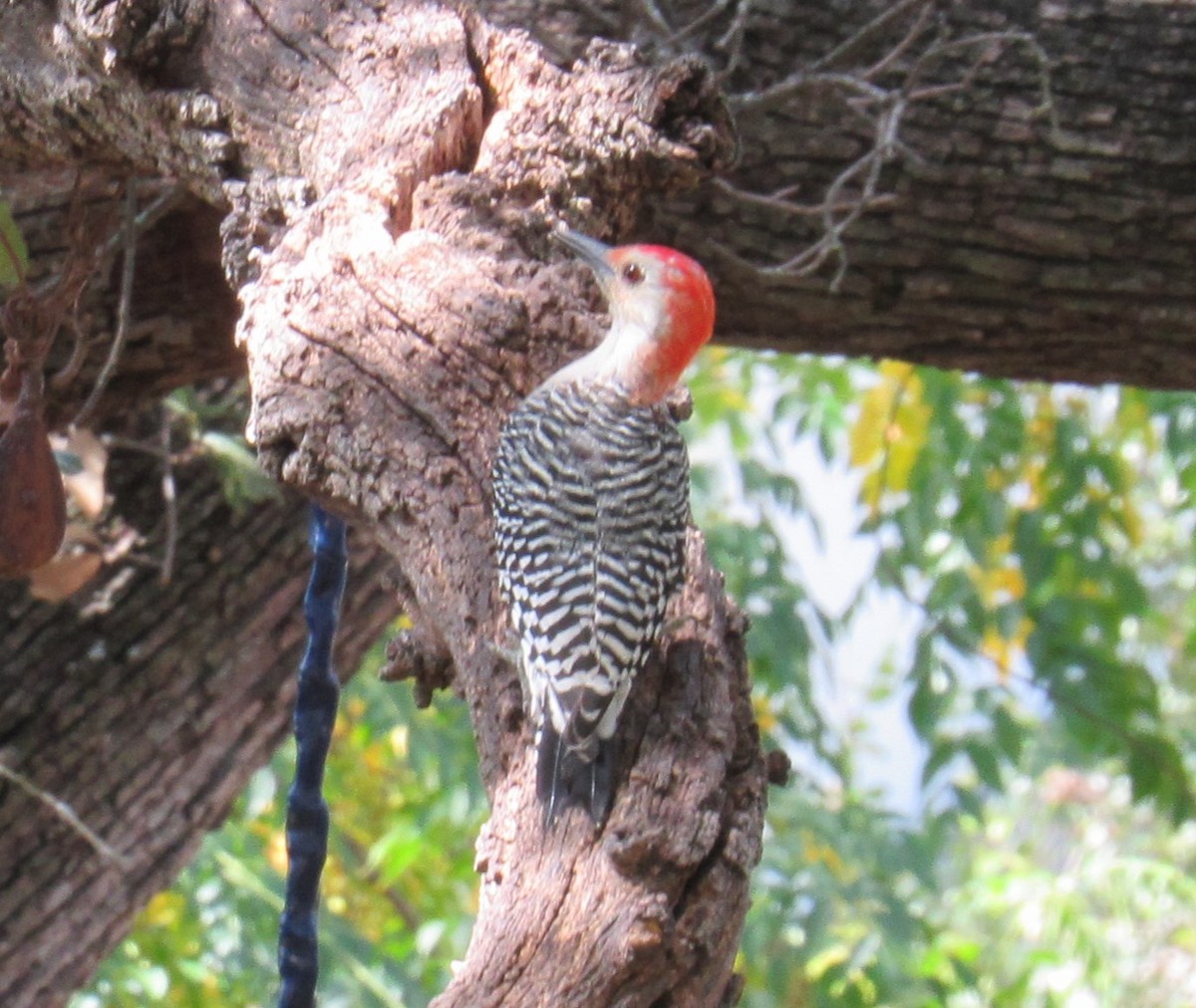 Red-bellied Woodpecker - ML623959994