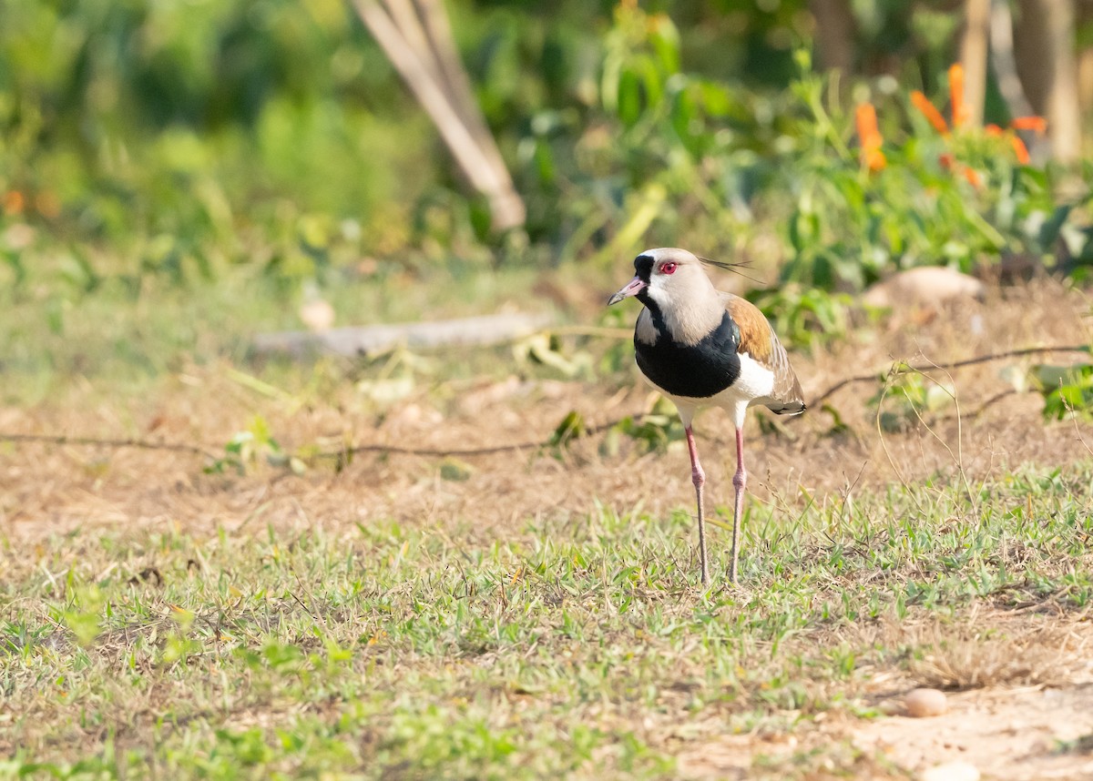 ナンベイタゲリ（lampronotus） - ML623959996