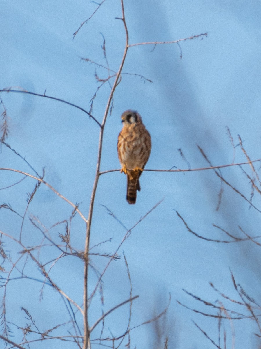 American Kestrel - ML623959997