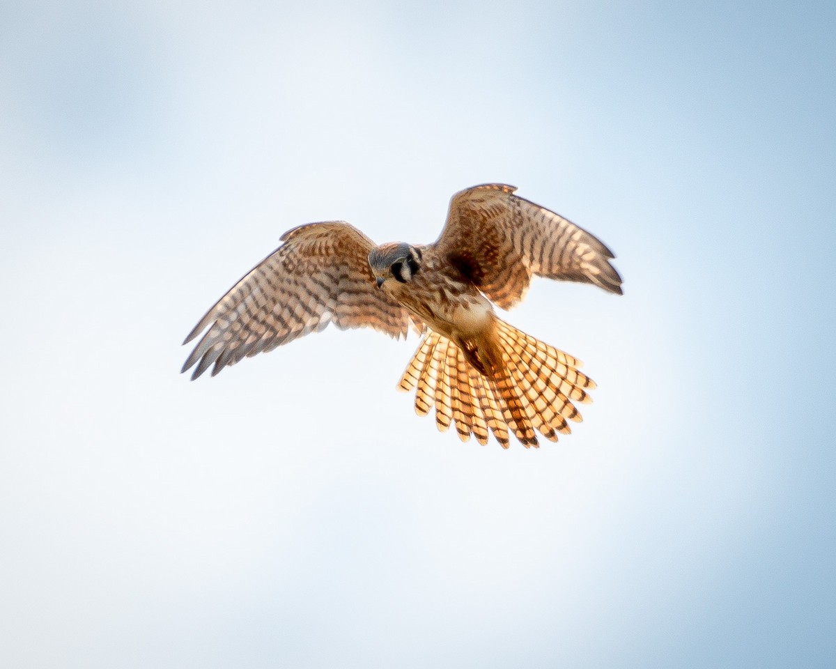 American Kestrel - ML623959999