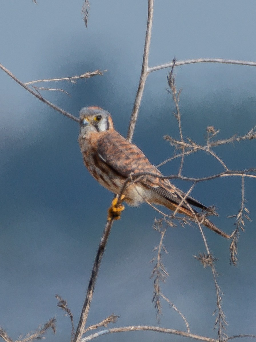 American Kestrel - ML623960000