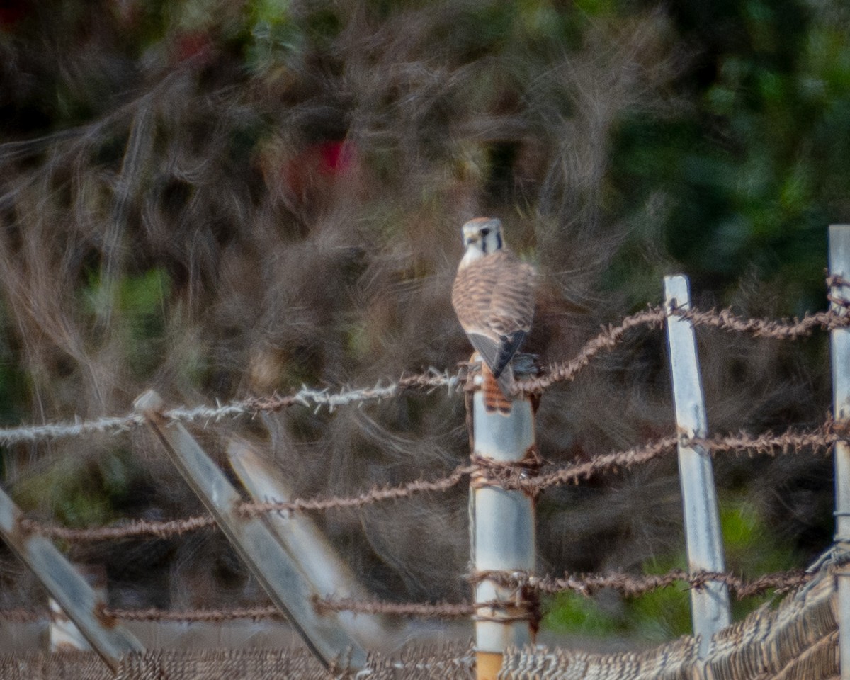 American Kestrel - ML623960002