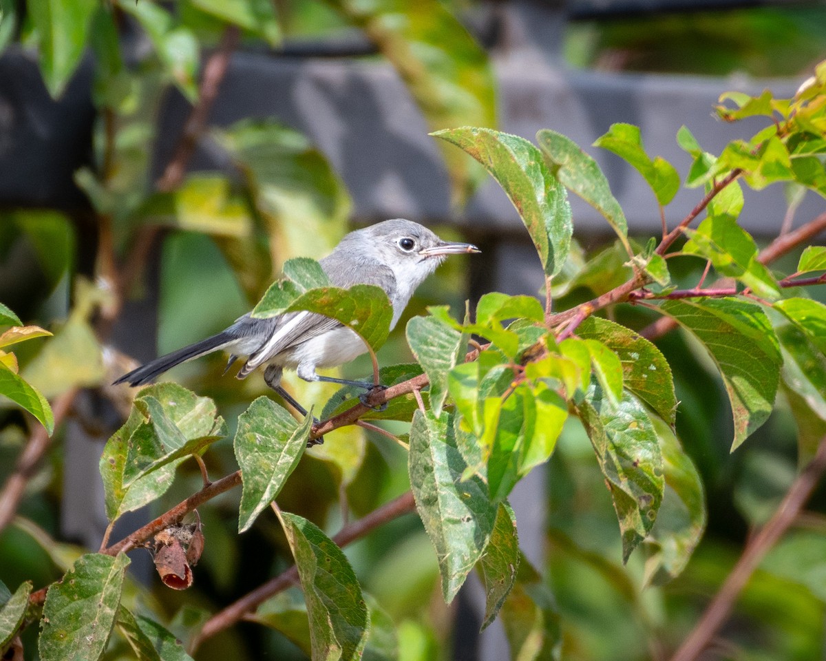 Blue-gray Gnatcatcher - ML623960006