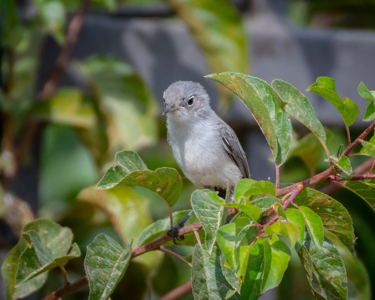 Blue-gray Gnatcatcher - ML623960007