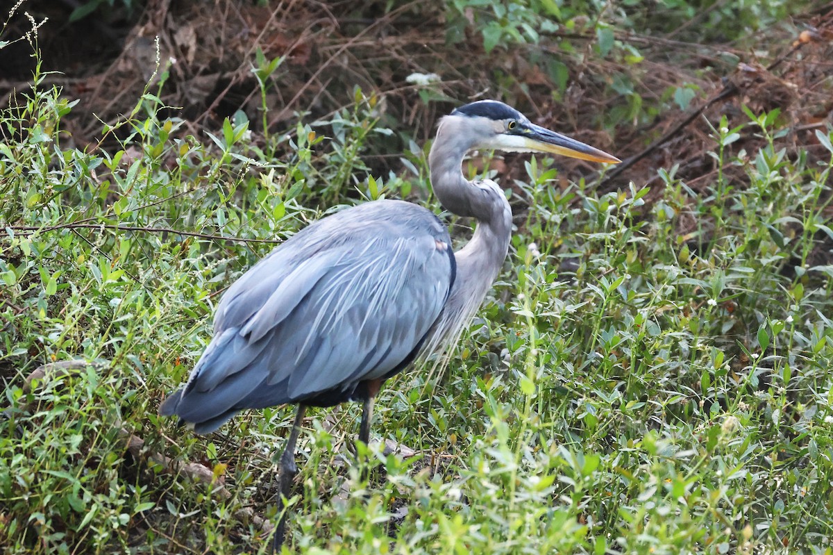 Great Blue Heron - ML623960015