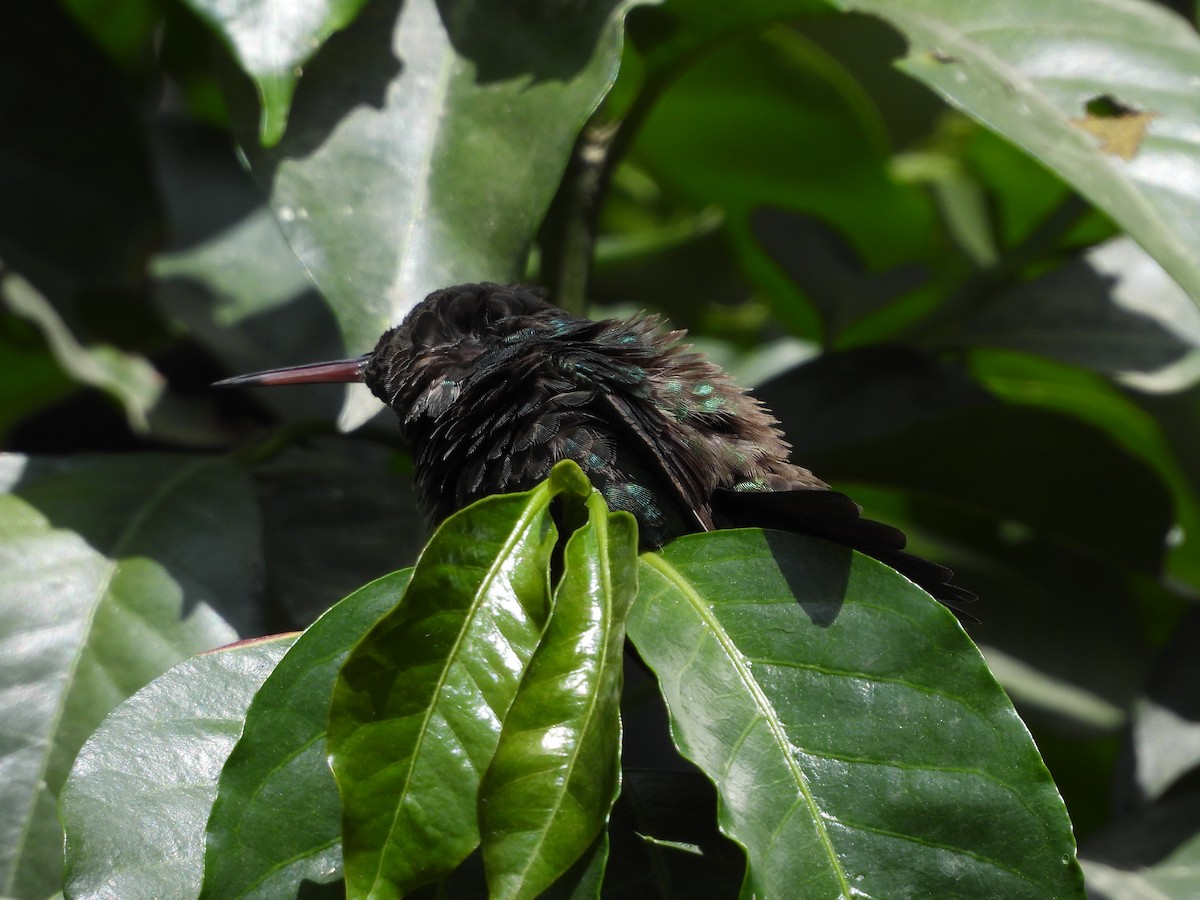 Red-billed Emerald - ML623960020