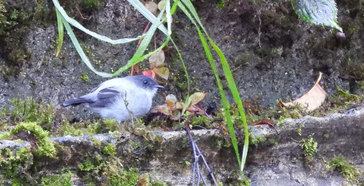 Torrent Tyrannulet - ML623960022