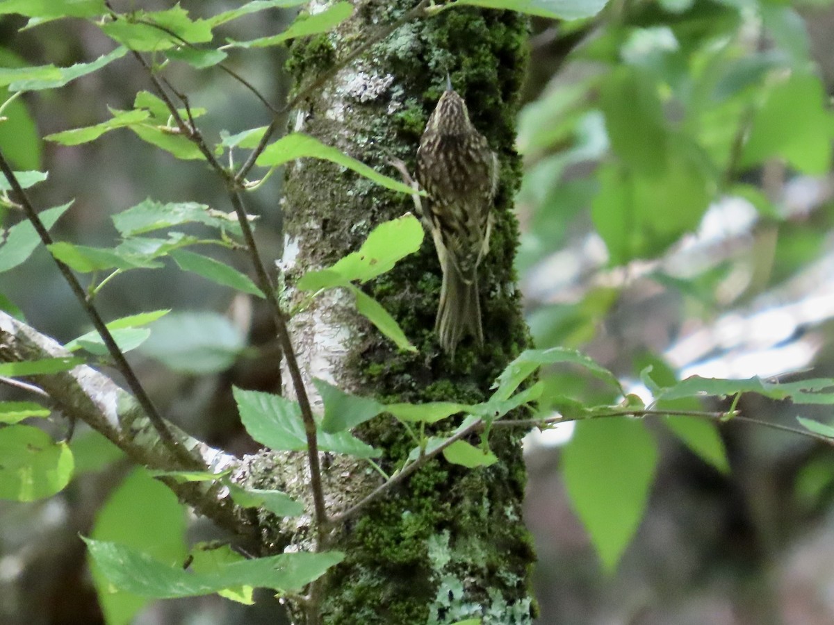 Brown Creeper - ML623960023