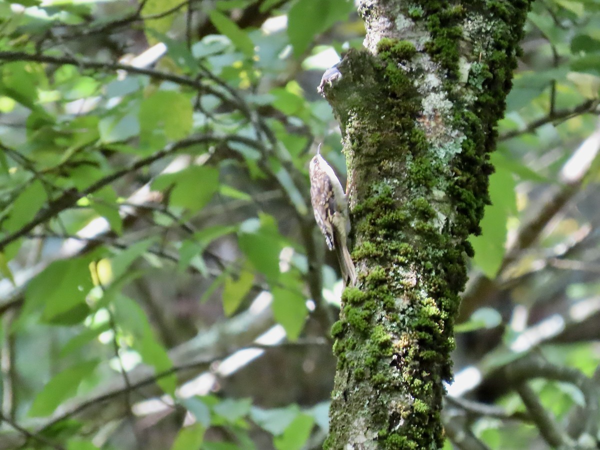 Brown Creeper - ML623960024