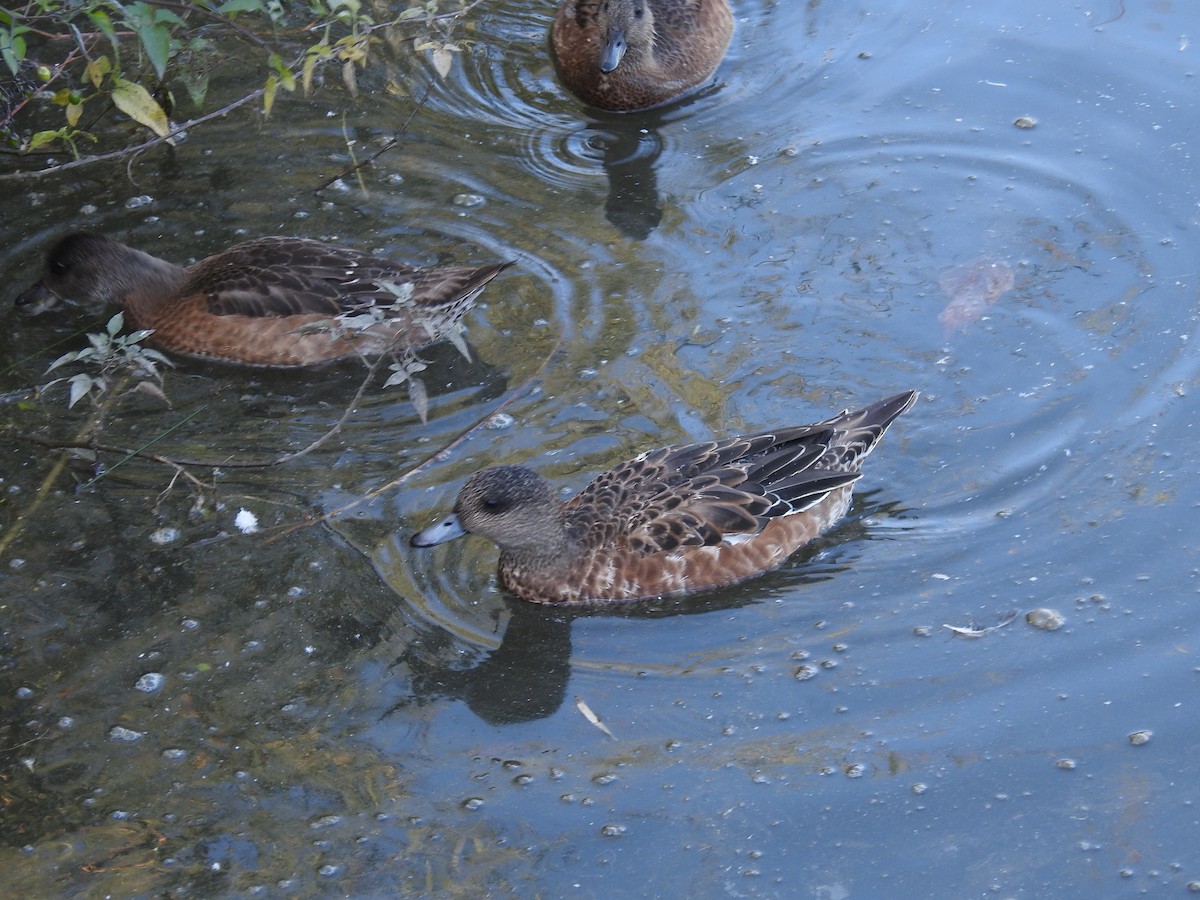 American Wigeon - ML623960025