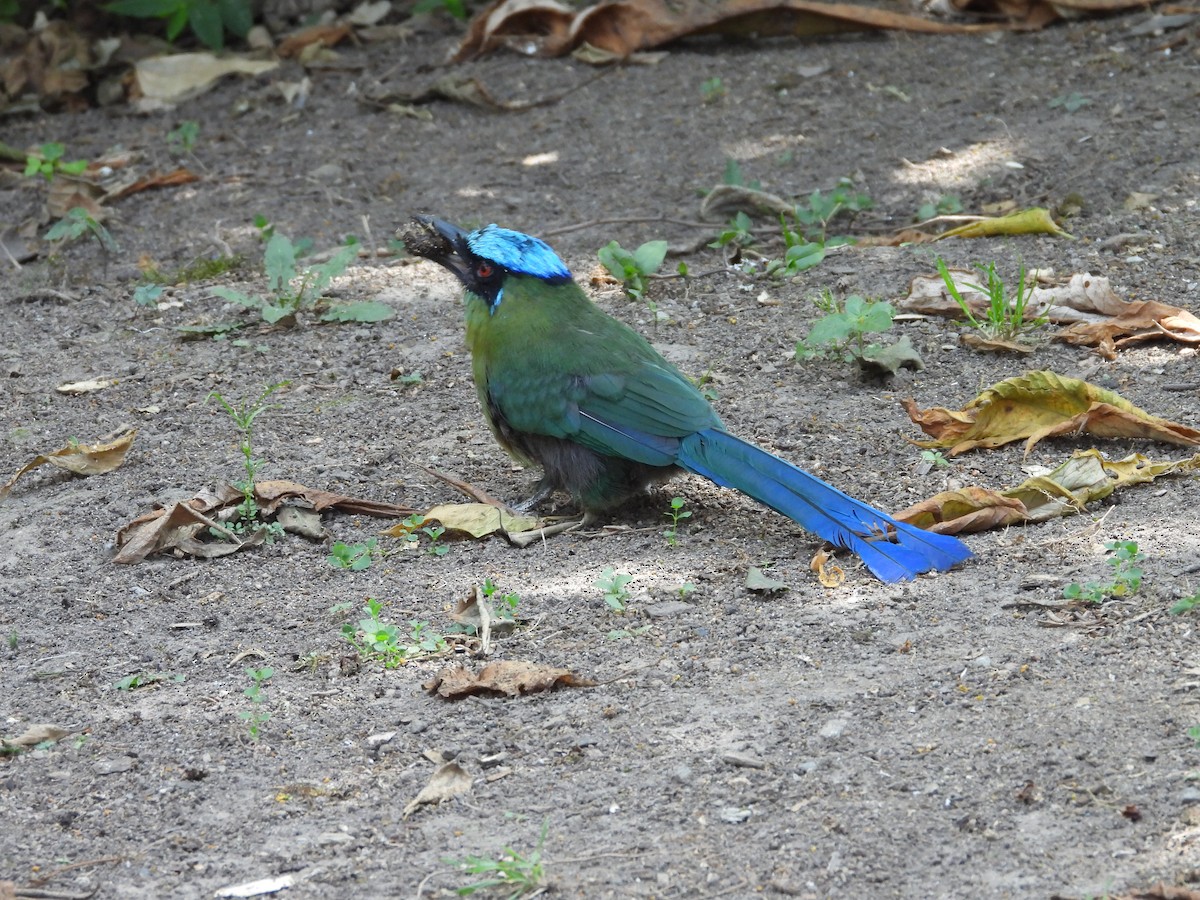 Andean Motmot - ML623960026