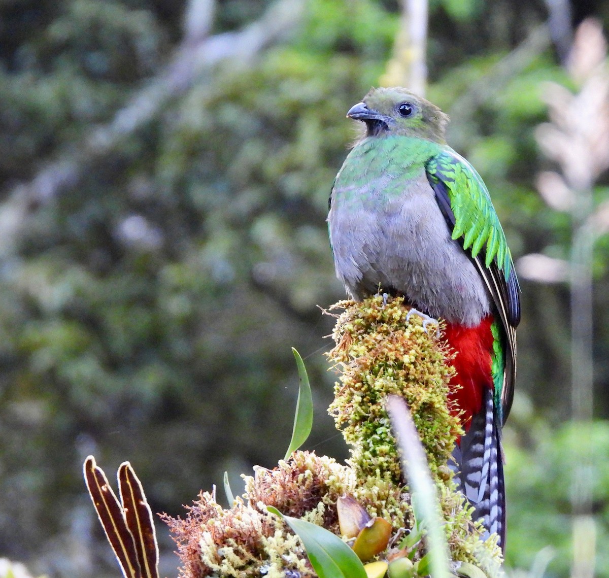 Resplendent Quetzal - ML623960027