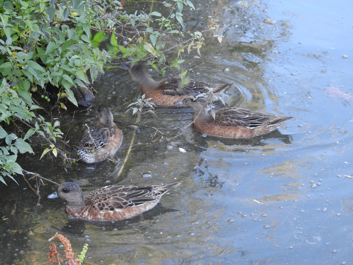 American Wigeon - ML623960028