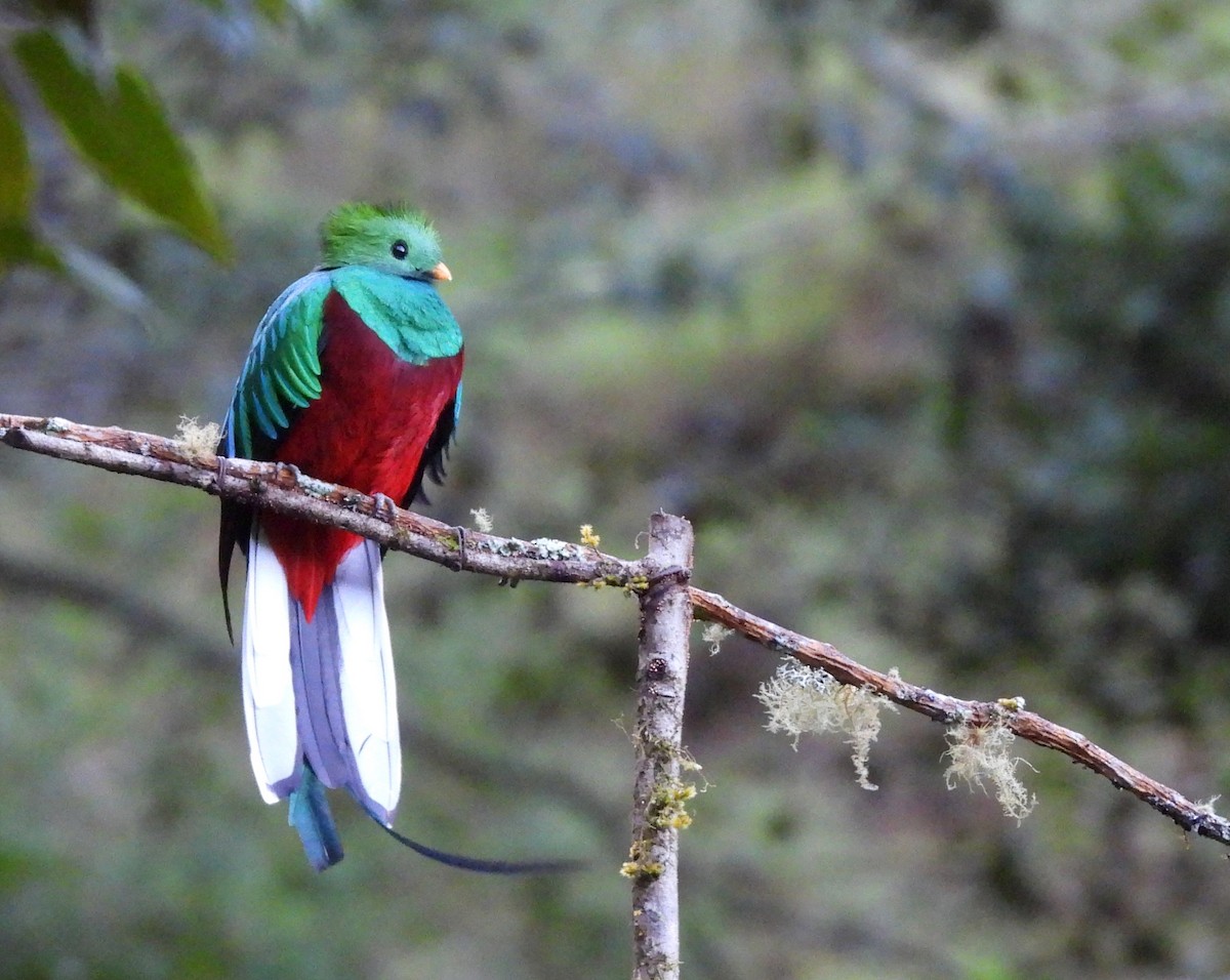 Resplendent Quetzal - ML623960031