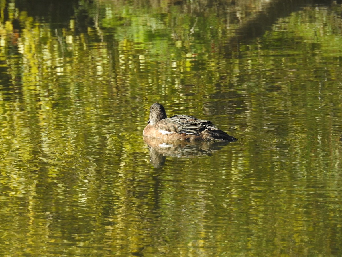 American Wigeon - ML623960032