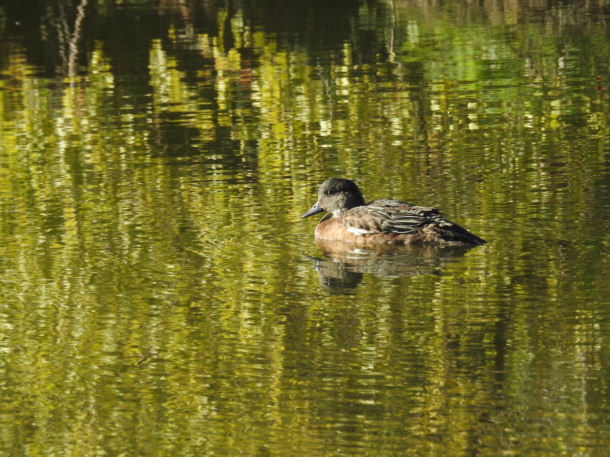 Canard d'Amérique - ML623960033